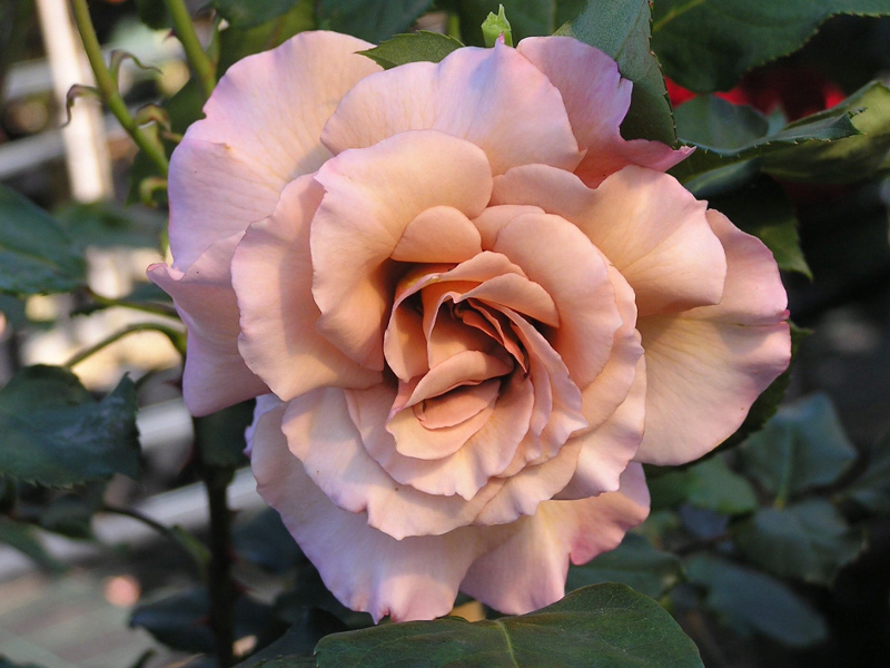 Julia's Rose (Джулия Роуз) фото