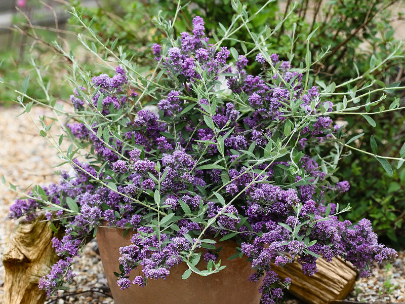 Буддлея очереднолистная Юник фото и описание. Саженцы в каталоге интернет магазина Долина роз. Буддлея очереднолистная Юник фото