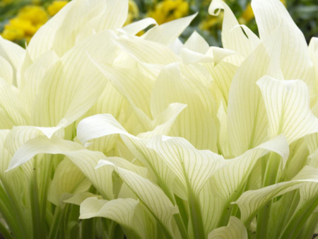 White Feather White Feather
