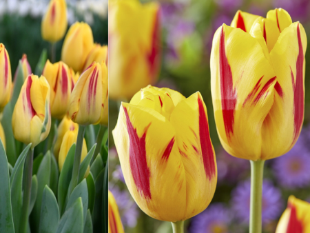 Тюльпан Вашингтон1