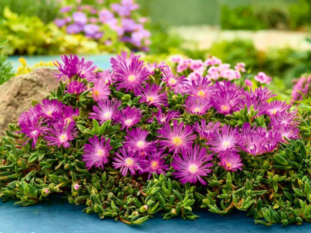 делосперма розовая