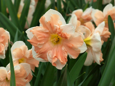 НоменклатураПрисоединенныеФайлы