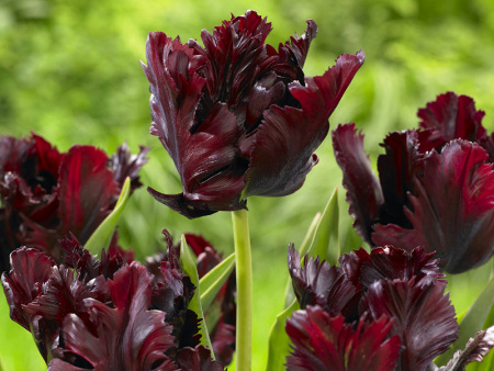 тюльпан блек перрот