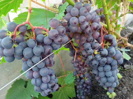 виноград Мускат розовый2 виноград Мускат розовый2