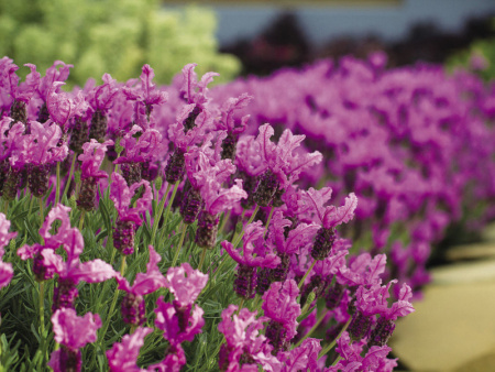 лаванда дип роуз