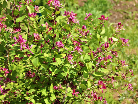 НоменклатураПрисоединенныеФайлы НоменклатураПрисоединенныеФайлы