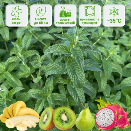 мята Драконий фрукт Лары  (1)