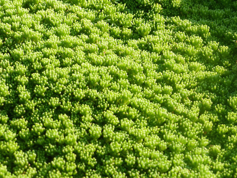 Очиток Лидийский очиток лидийский