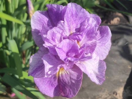 ирис кита но сейза