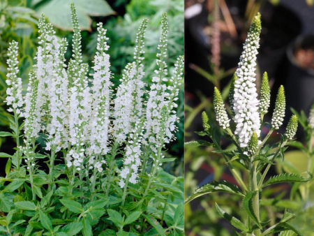 вероника белая2