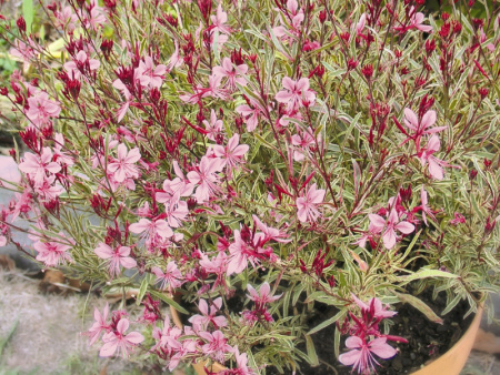 Гаура Гамбит Вариегата Биколор