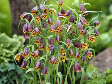 Рябчик uva-vulpis