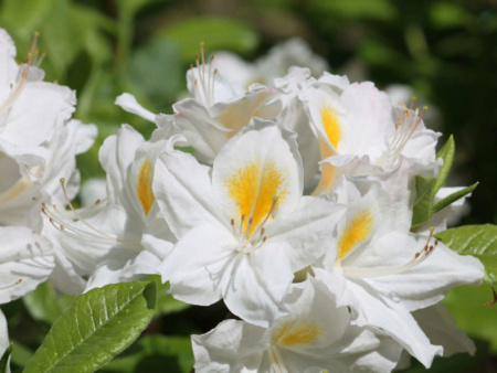 рододендрон оксидол2