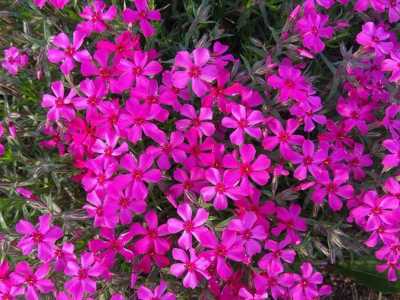 Флокс шиловидный красный флокс шиловидный красный