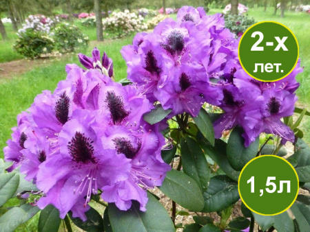 Рододендрон Питер Алан