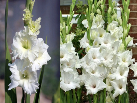 гладиолус Гран При2