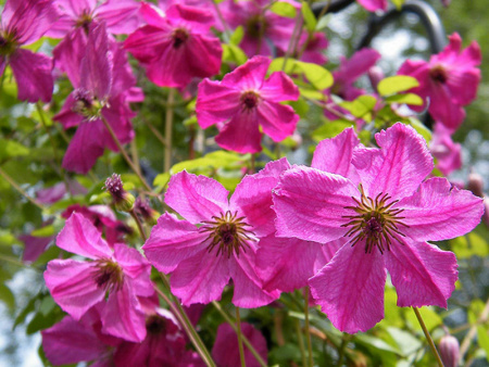 клематис Карменсита