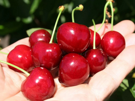 НоменклатураПрисоединенныеФайлы