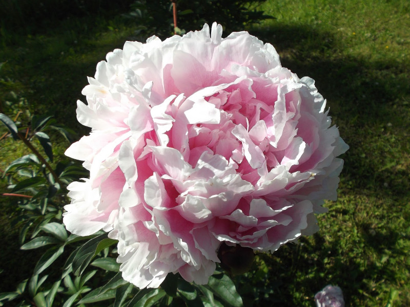 Пион Кенингин Вильгельмина пион кенингин вильгельмина