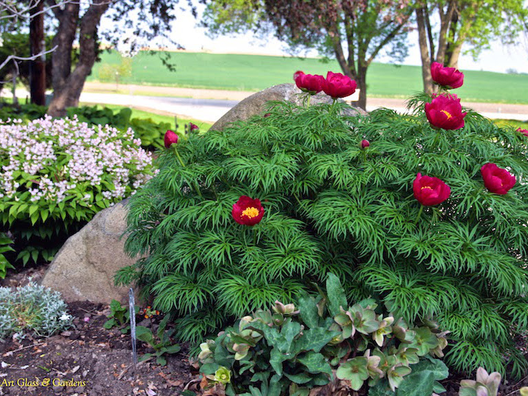 Пион Early Scout (Эрли Скаут) пион early scout (эрли скаут)