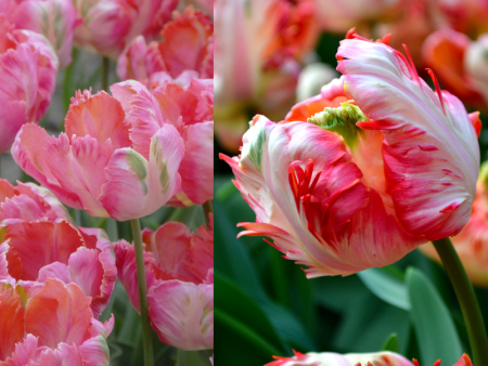 Тюльпан Априкот Пэррот1