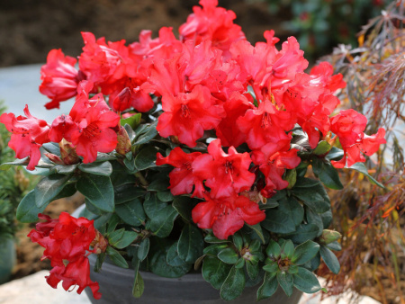 рододендрон скарлет вондер3