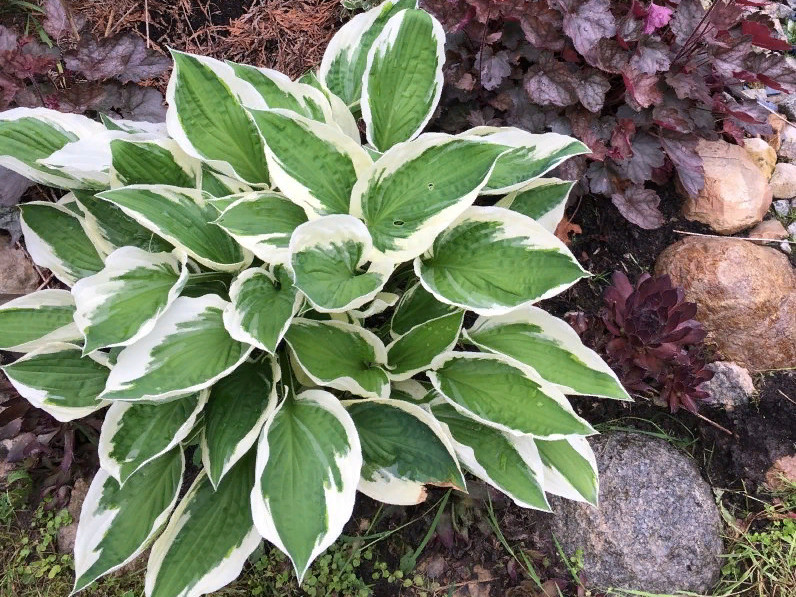 Хоста Антиох хоста антиох