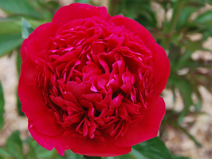 Пион Red Magic (Ред Меджик) пион red magic (ред меджик)