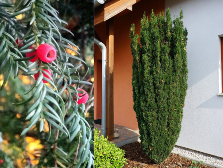 тис ягодный 1