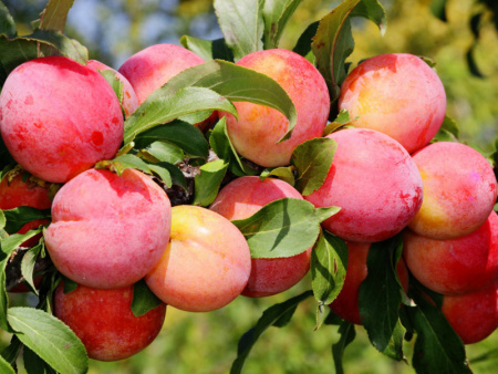 НоменклатураПрисоединенныеФайлы