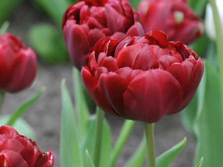 тюльпан анкл том1