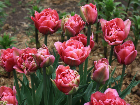 НоменклатураПрисоединенныеФайлы