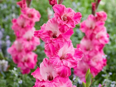 гладиолус Хуго