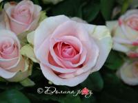 танцующая королева4