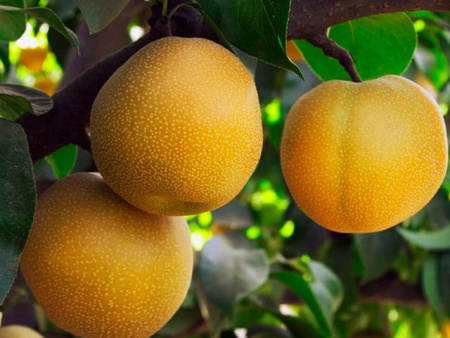 НоменклатураПрисоединенныеФайлы