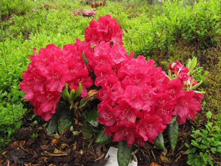 Рододендрон Wladyslaw Jagiello 2 Рододендрон Wladyslaw Jagiello 2