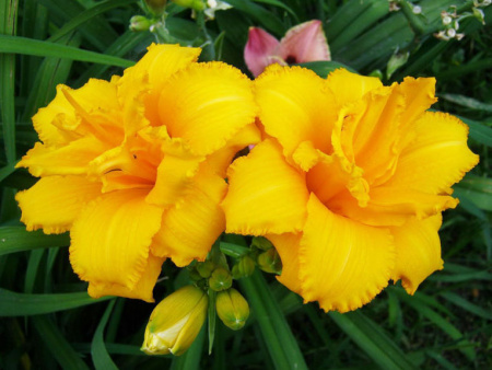 НоменклатураПрисоединенныеФайлы