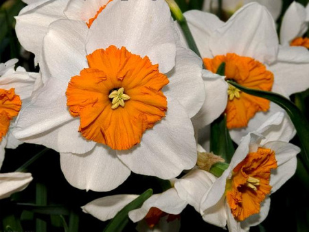 НоменклатураПрисоединенныеФайлы