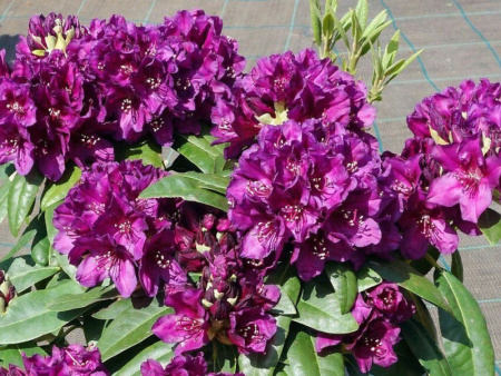 рододендрон Поларнахт