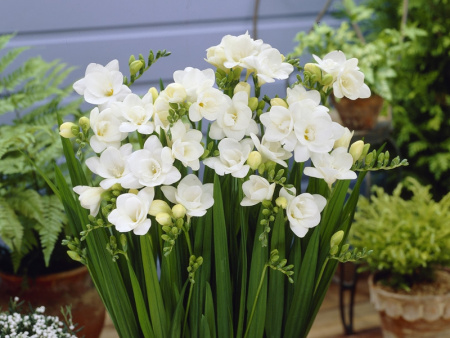 Фрезия белая