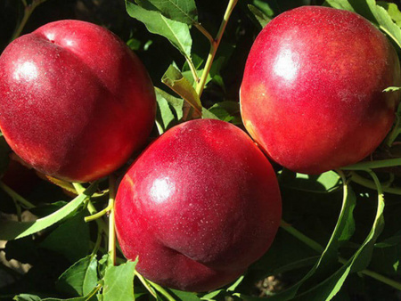 НоменклатураПрисоединенныеФайлы