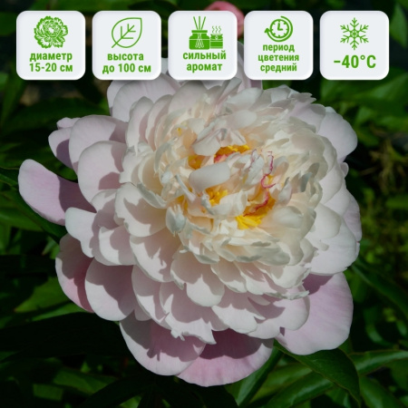 Катарина Фонтайн