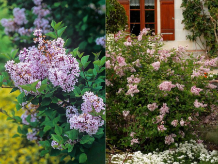 сирень джози1