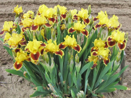 НоменклатураПрисоединенныеФайлы