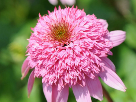 эхинацея махровая розовая