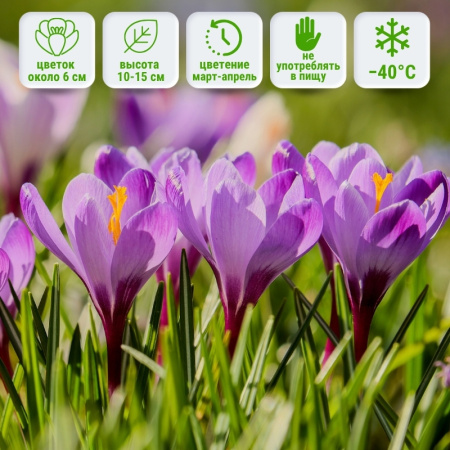Крокус Barrs Purple (Барс Парпл)