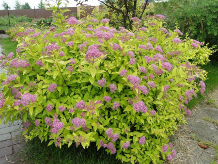 спирея Макрофила3-1