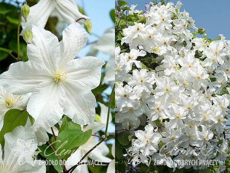 клематис Сноу Шторм