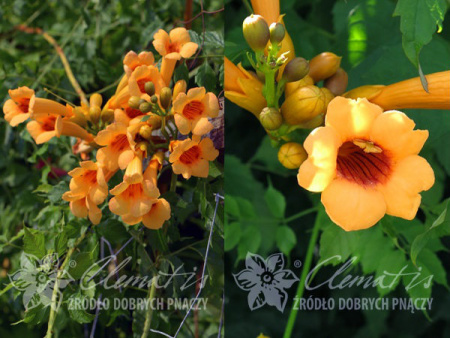 НоменклатураПрисоединенныеФайлы НоменклатураПрисоединенныеФайлы