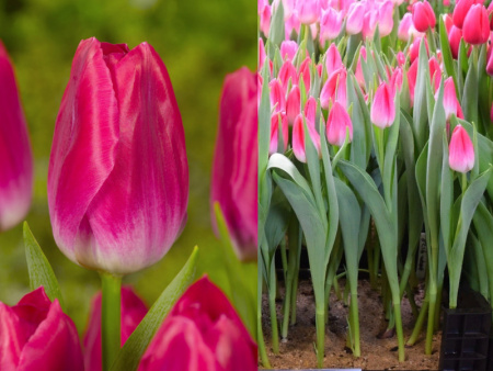 тюльпан болроял пинк